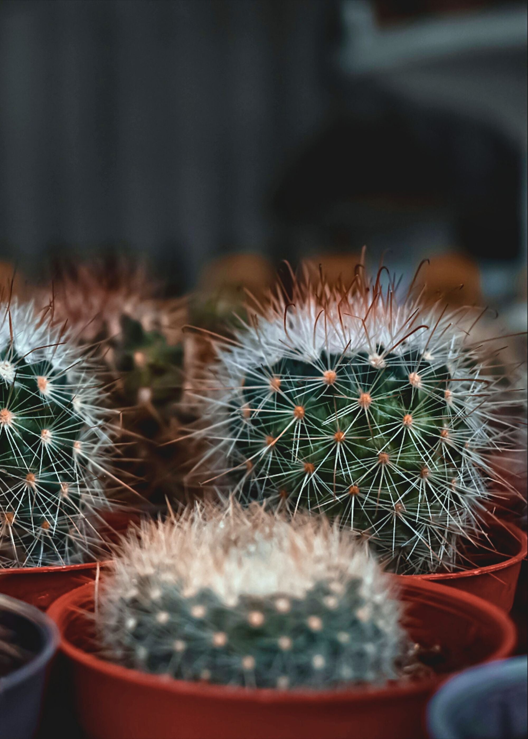 Truly Lifestyle Cactus Crown Seed Image