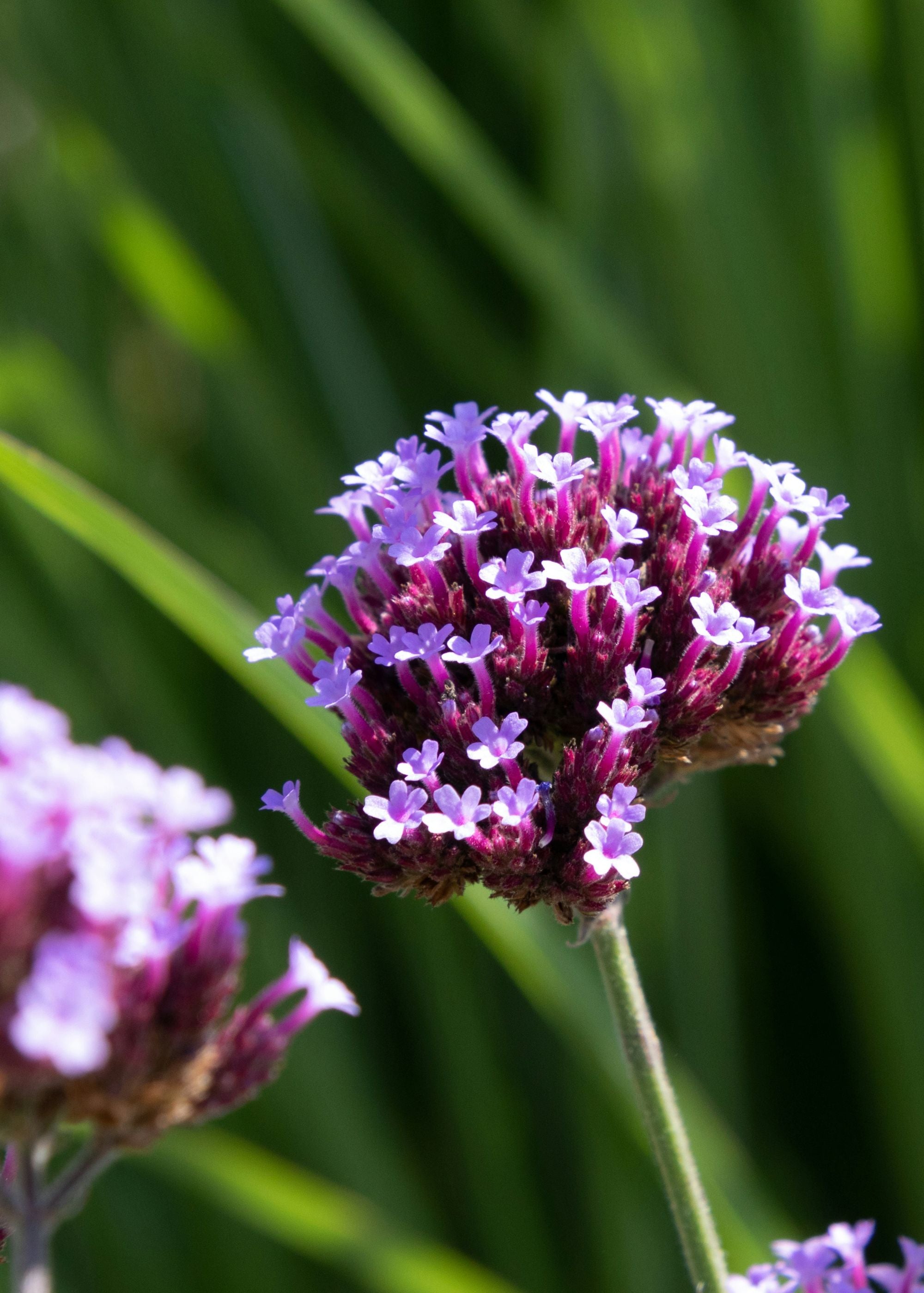 Truly Lifestyle Verbena Bonariensis Seeds