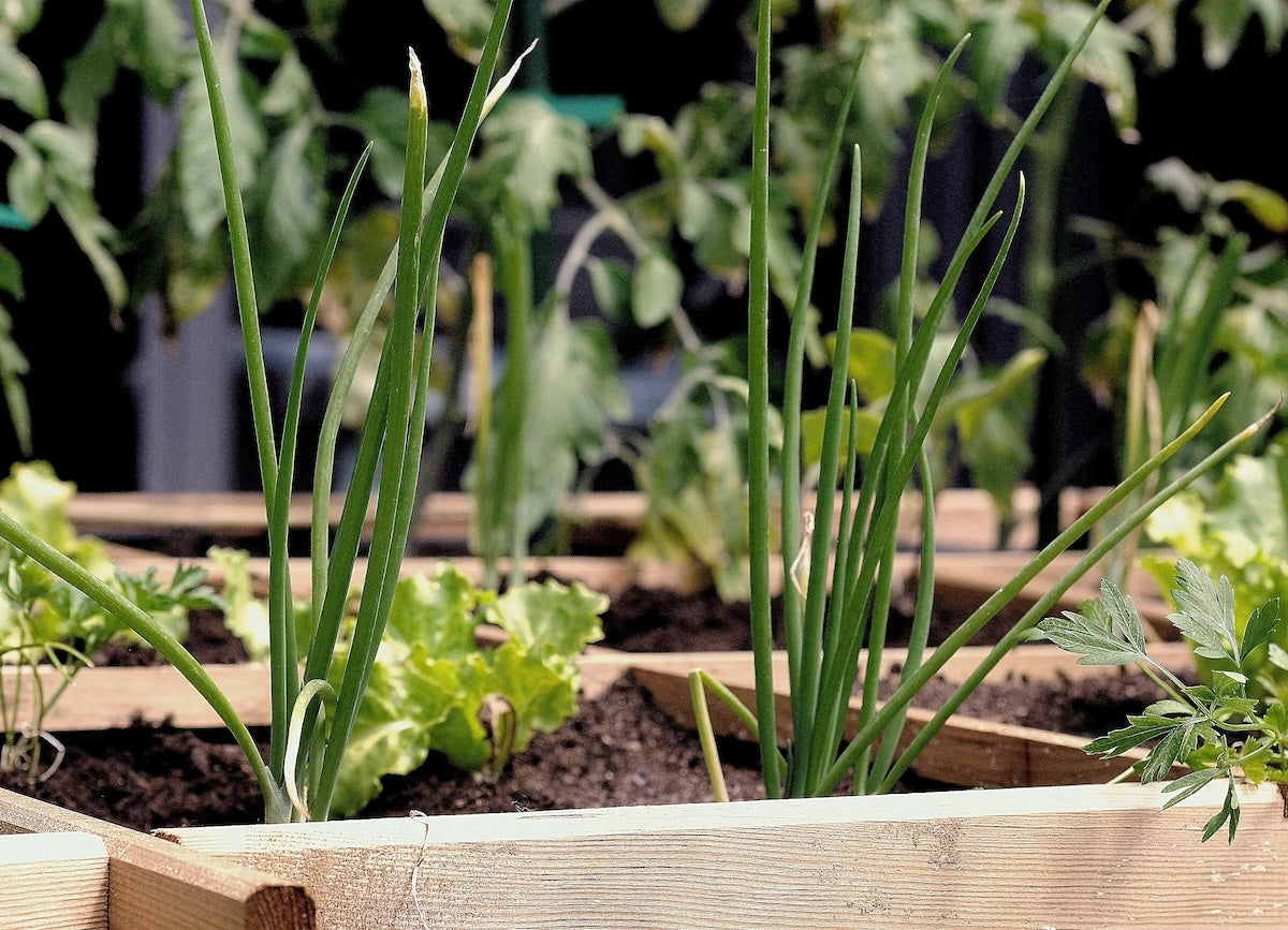 Small wooden window boxes with herbs 