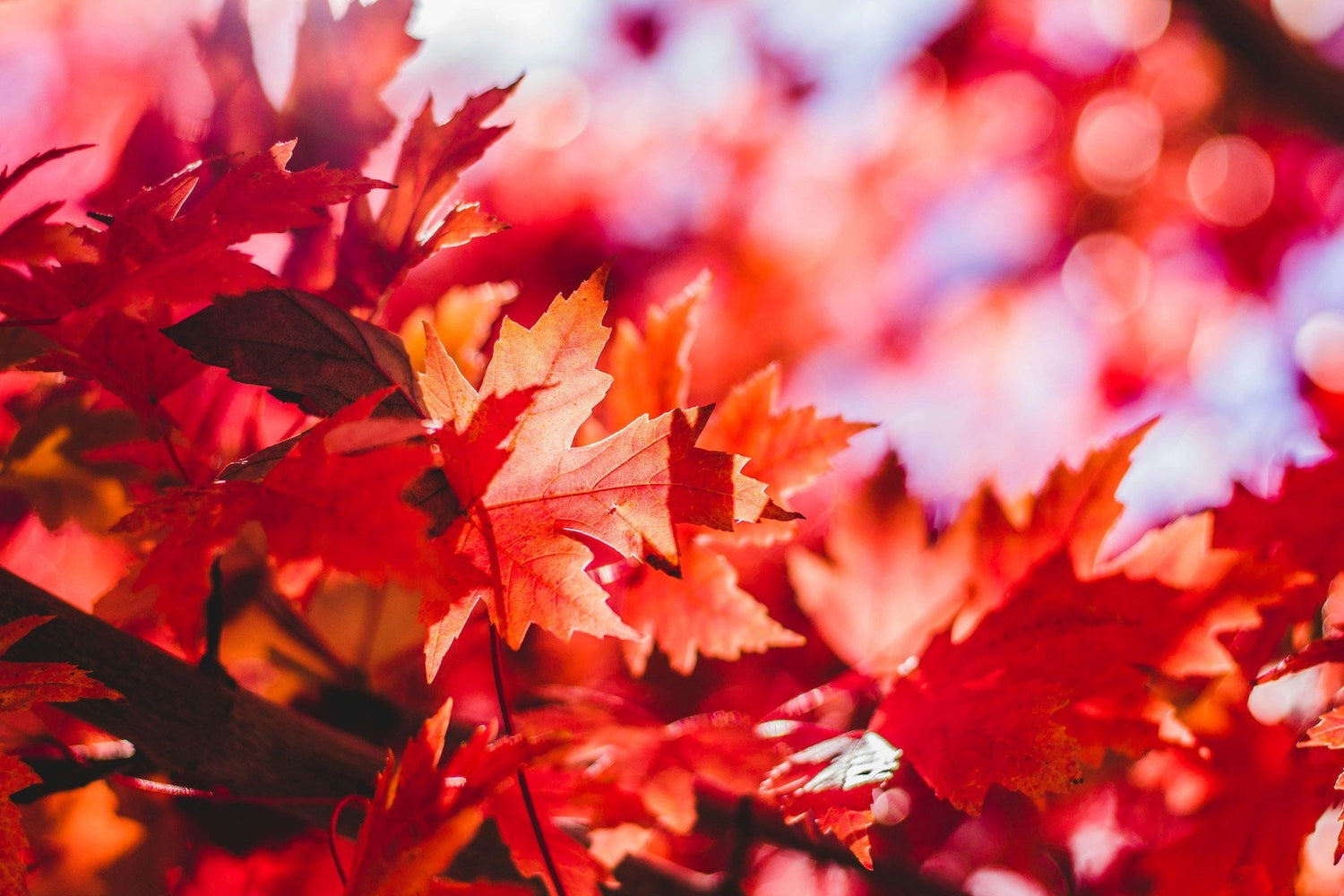 Autumnal Reflections