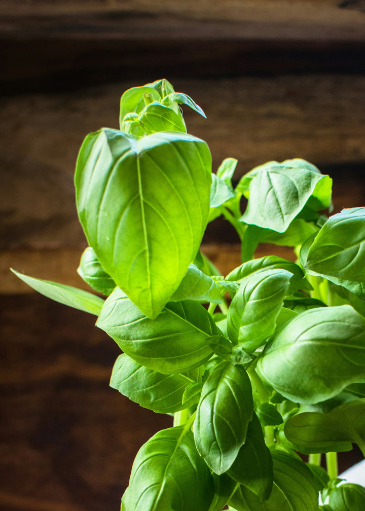 Truly Lifestyle Basil Seed Image