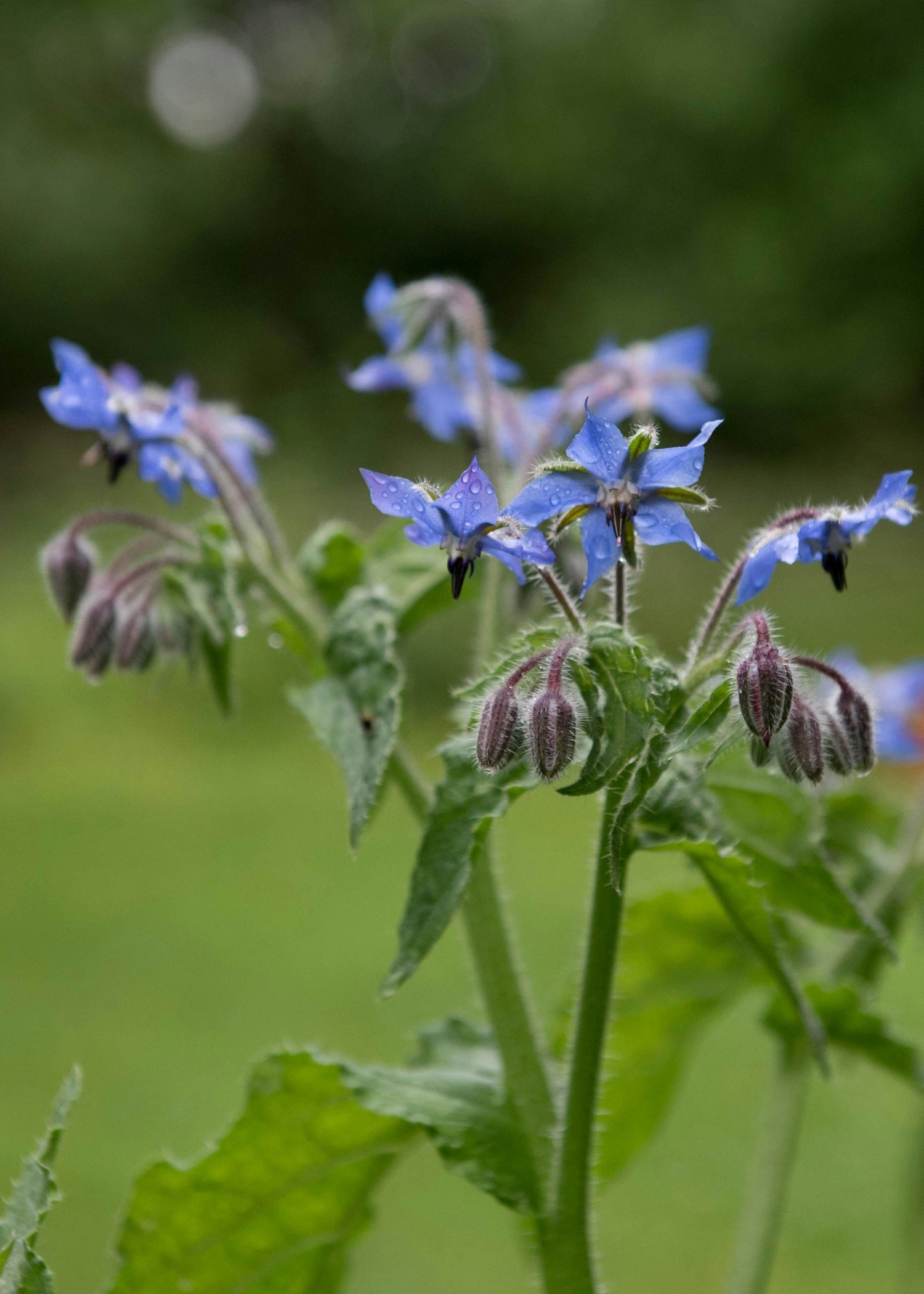 TRULY LIFESTYLE EDIBLE FLOWERS BORAGE
