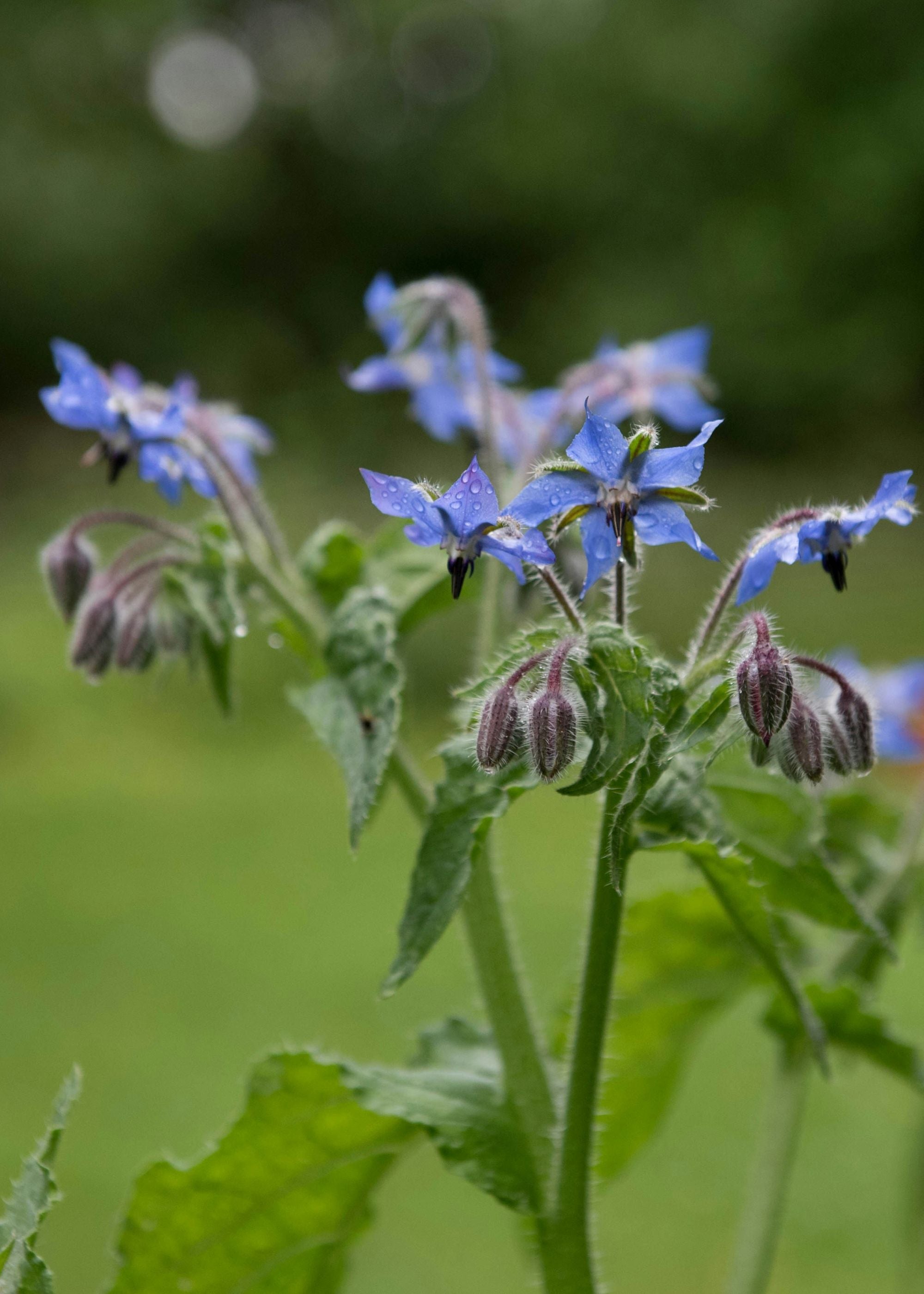 TRULY LIFESTYLE EDIBLE FLOWERS BORAGE