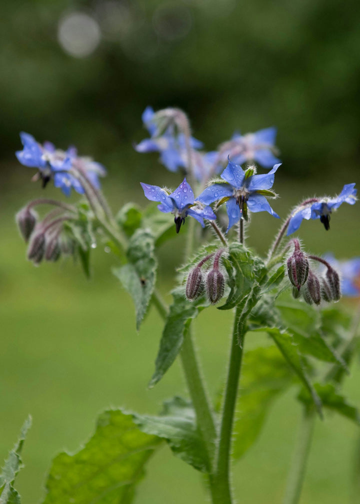 Truly Lifestyle Gin Lovers Seeds BORAGE