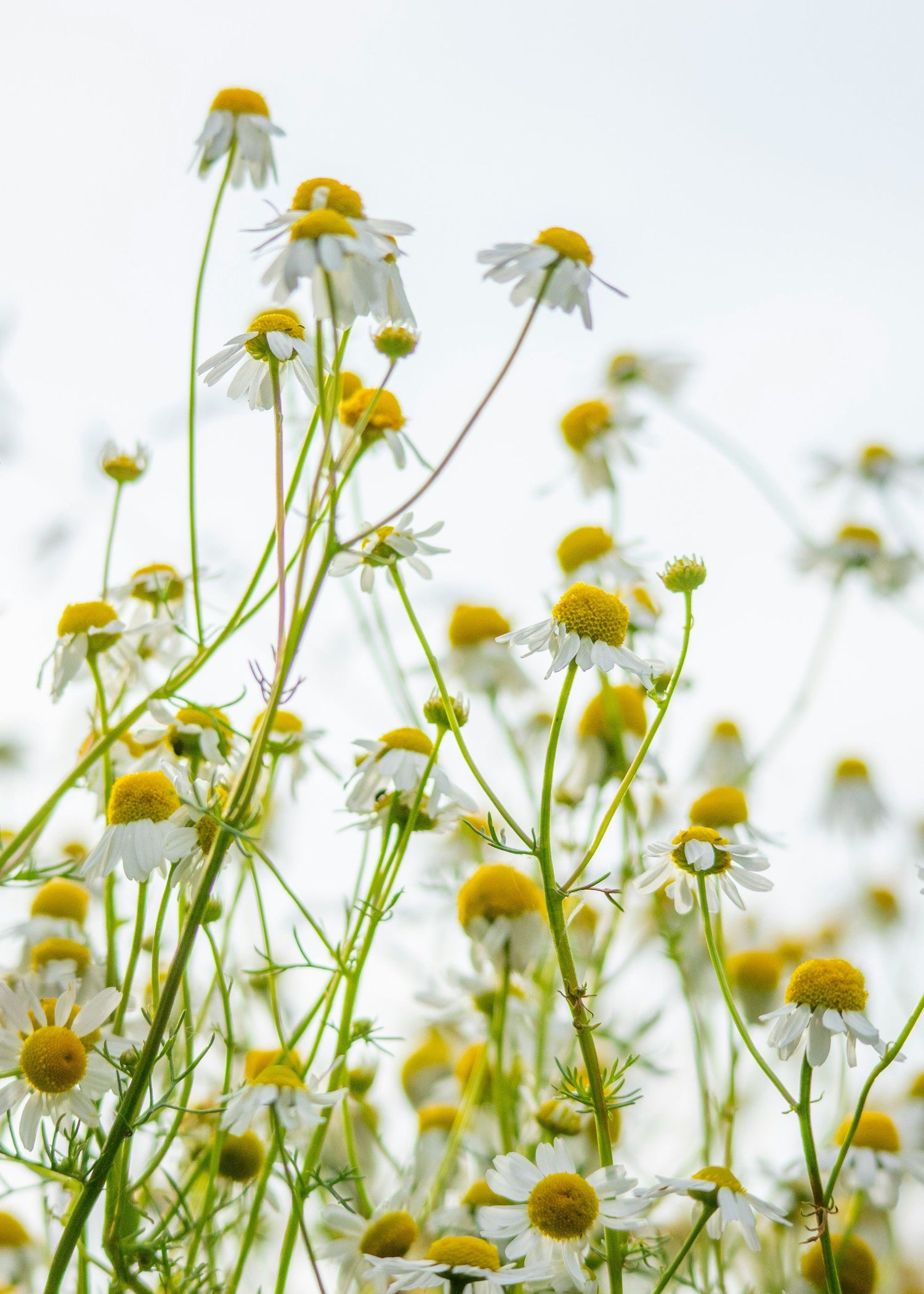 TRULY LIFESTYLE EDIBLE FLOWERS CHAMOMILE
