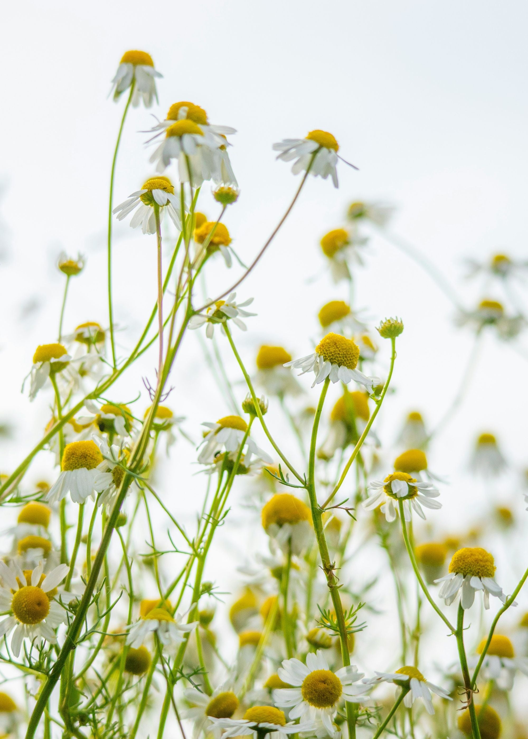 TRULY LIFESTYLE EDIBLE FLOWERS CHAMOMILE
