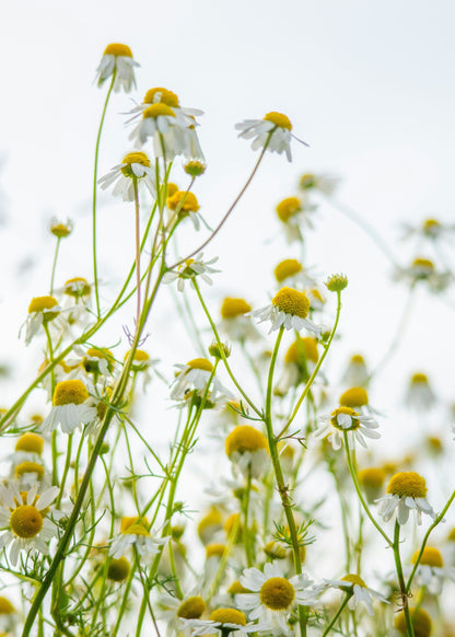 TRULY LIFESTYLE EDIBLE FLOWERS CHAMOMILE