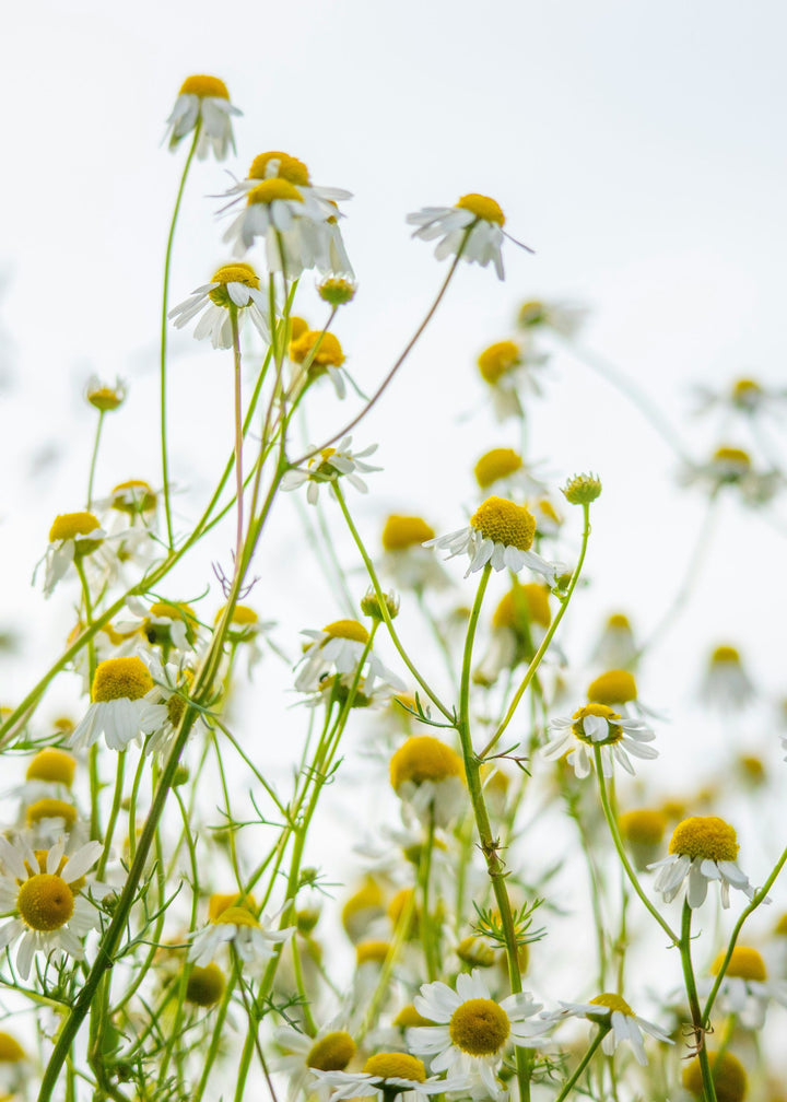 TRULY LIFESTYLE EDIBLE FLOWERS CHAMOMILE