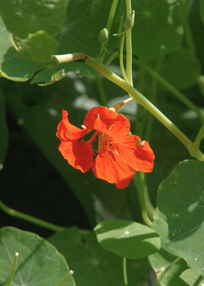 TRULY LIFESTYLE EDIBLE FLOWERS ASTURNIUM