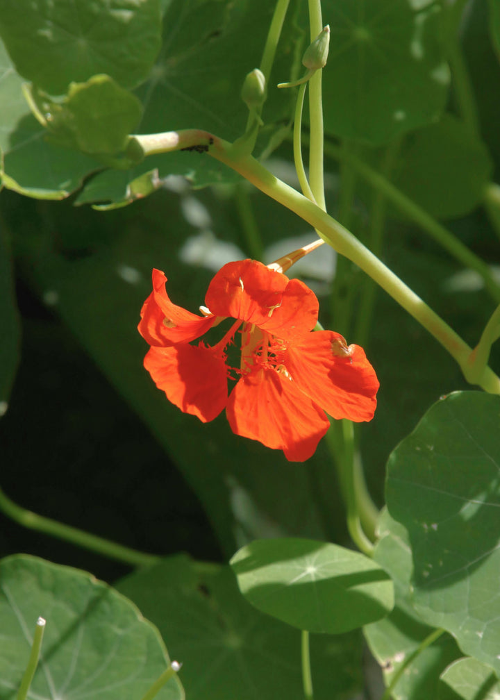 TRULY LIFESTYLE EDIBLE FLOWERS ASTURNIUM