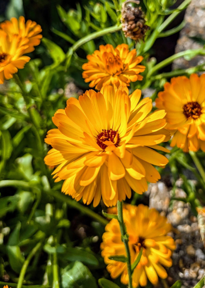 Truly Lifestyle Edible Flower 4