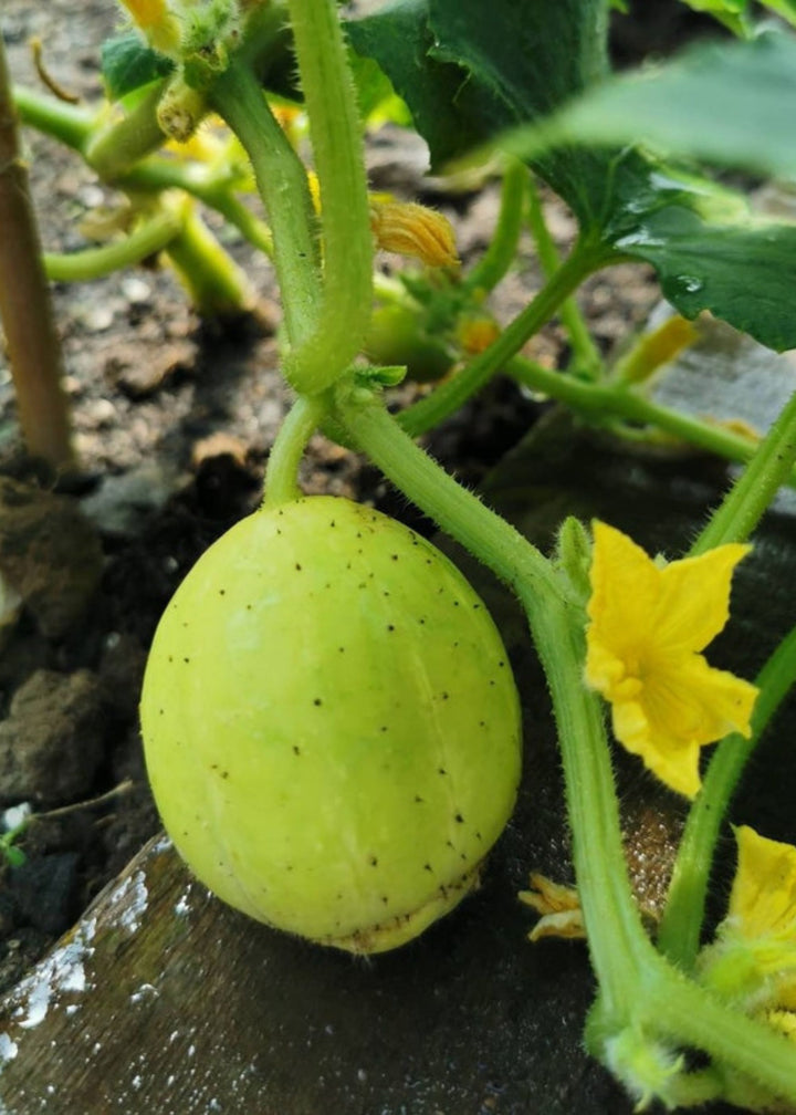 Truly Lifestyle Gin Lovers Seeds