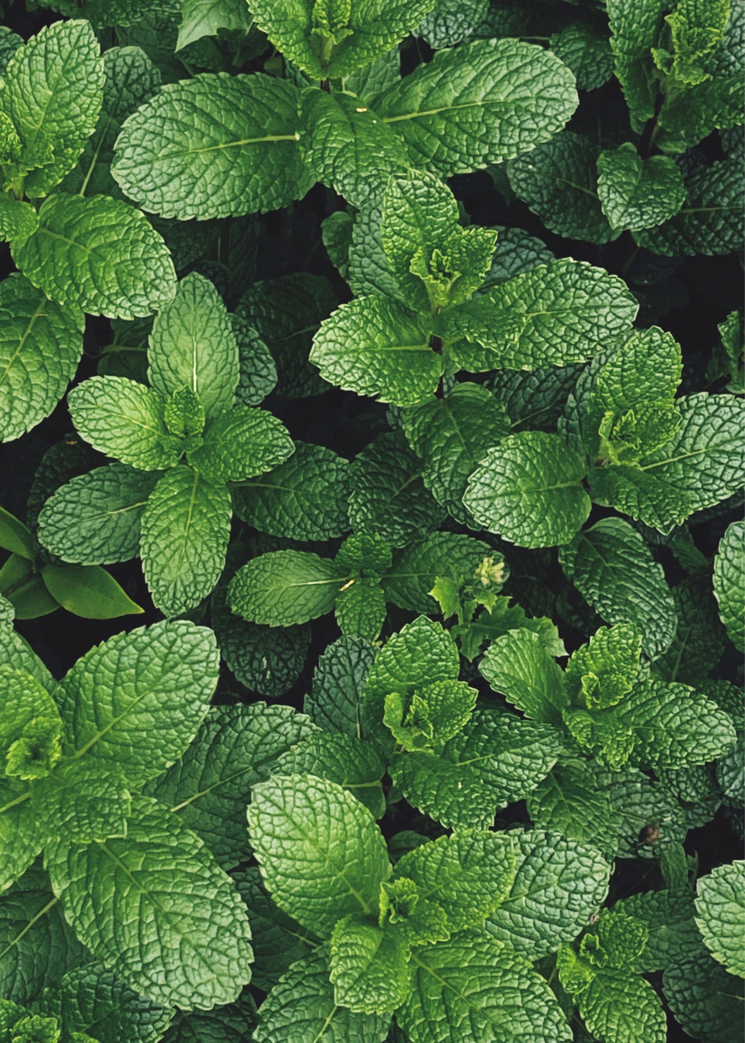 Truly Lifestyle Gin Lovers Seeds MINT