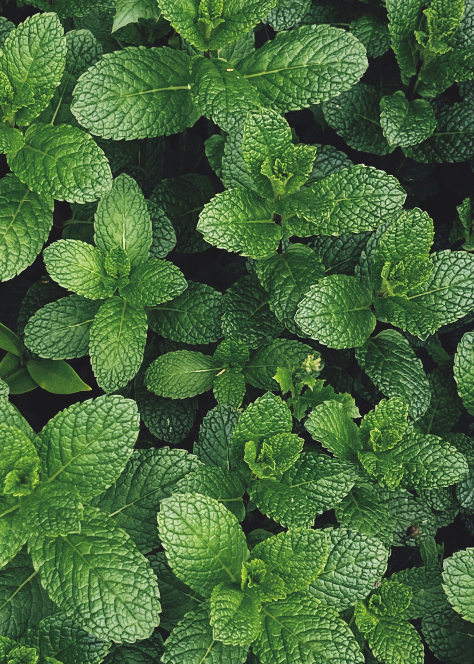 Truly Lifestyle Gin Lovers Seeds MINT