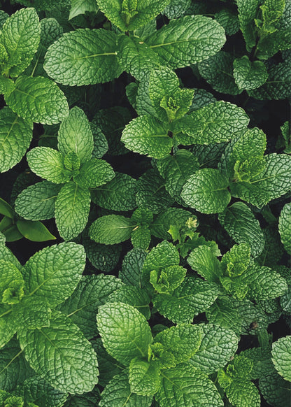 Truly Lifestyle Gin Lovers Seeds MINT