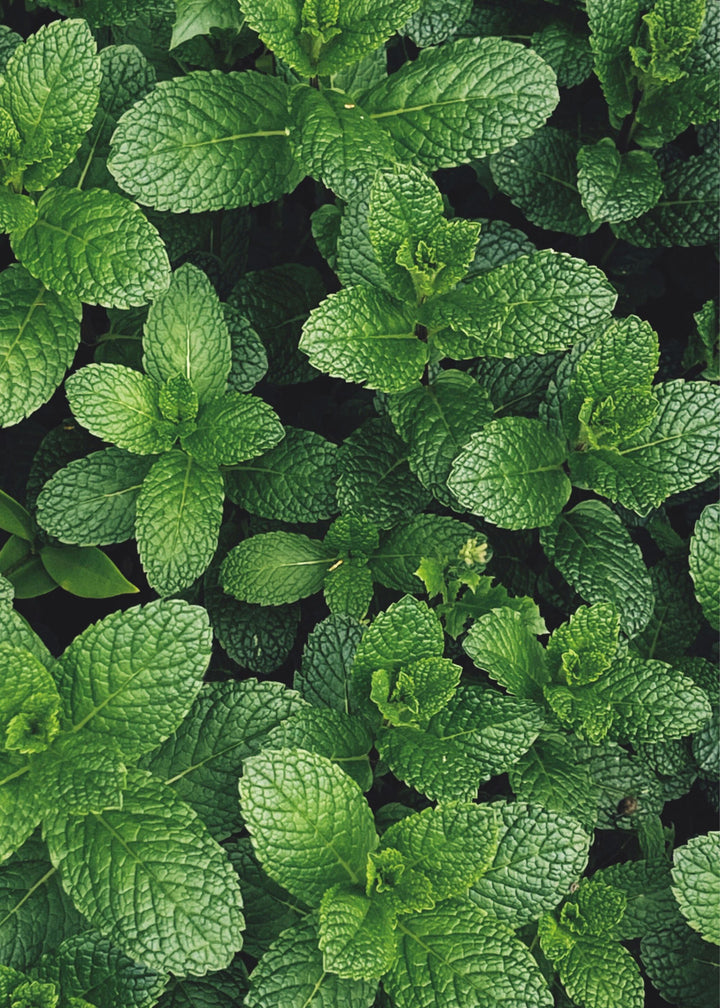 Truly Lifestyle Gin Lovers Seeds MINT